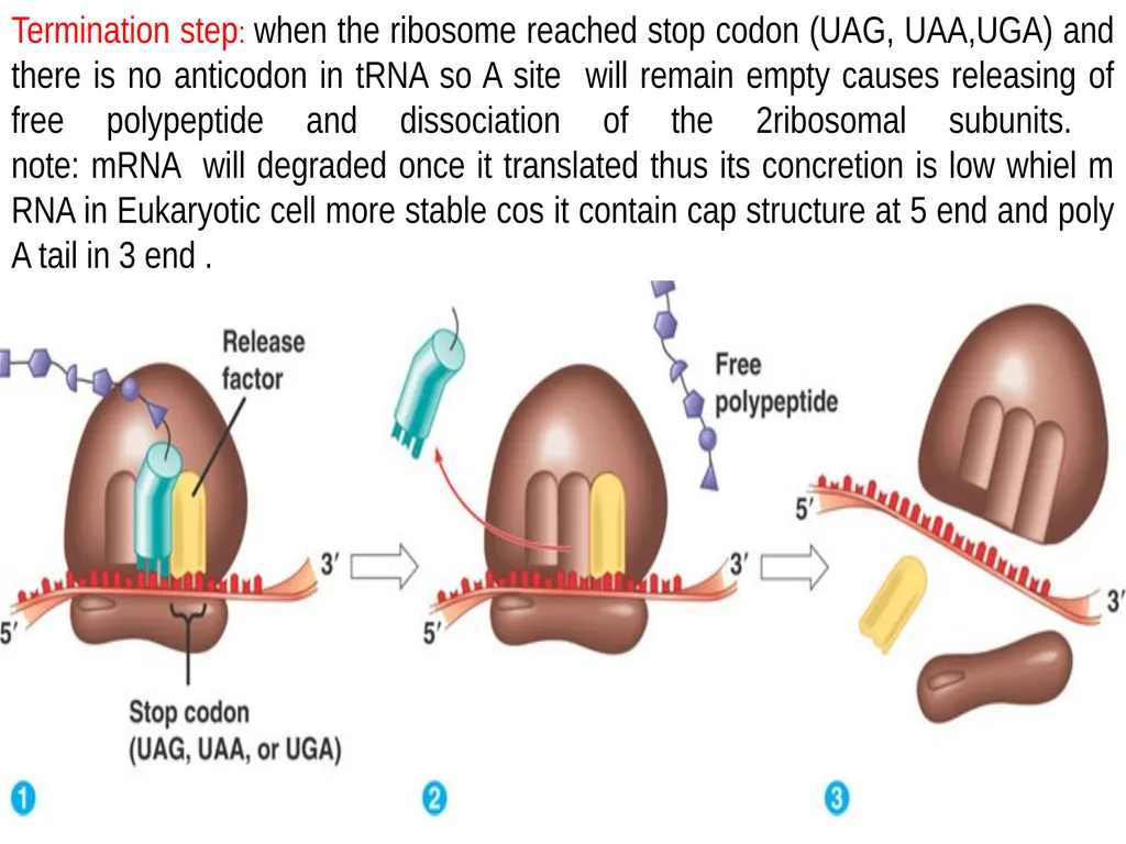 Lecture 13 :Protein synthesis TRANSLATION Proteins - slide 24 of 26