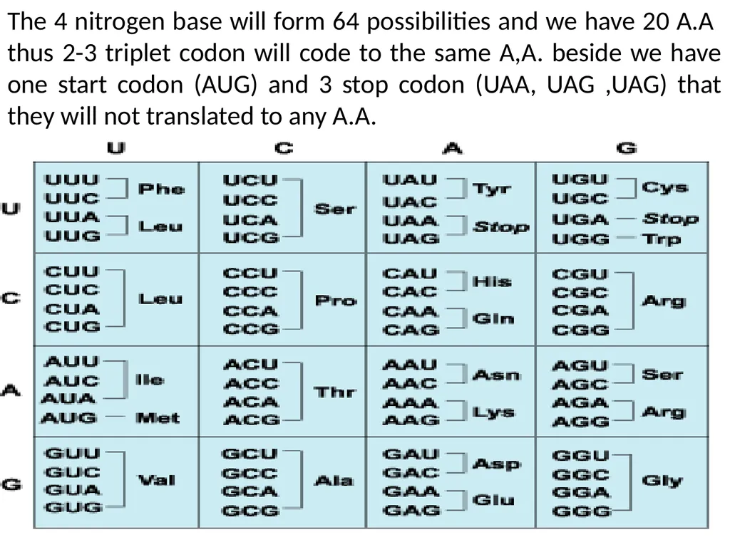 Lecture 13 :Protein synthesis TRANSLATION Proteins - slide 20 of 26