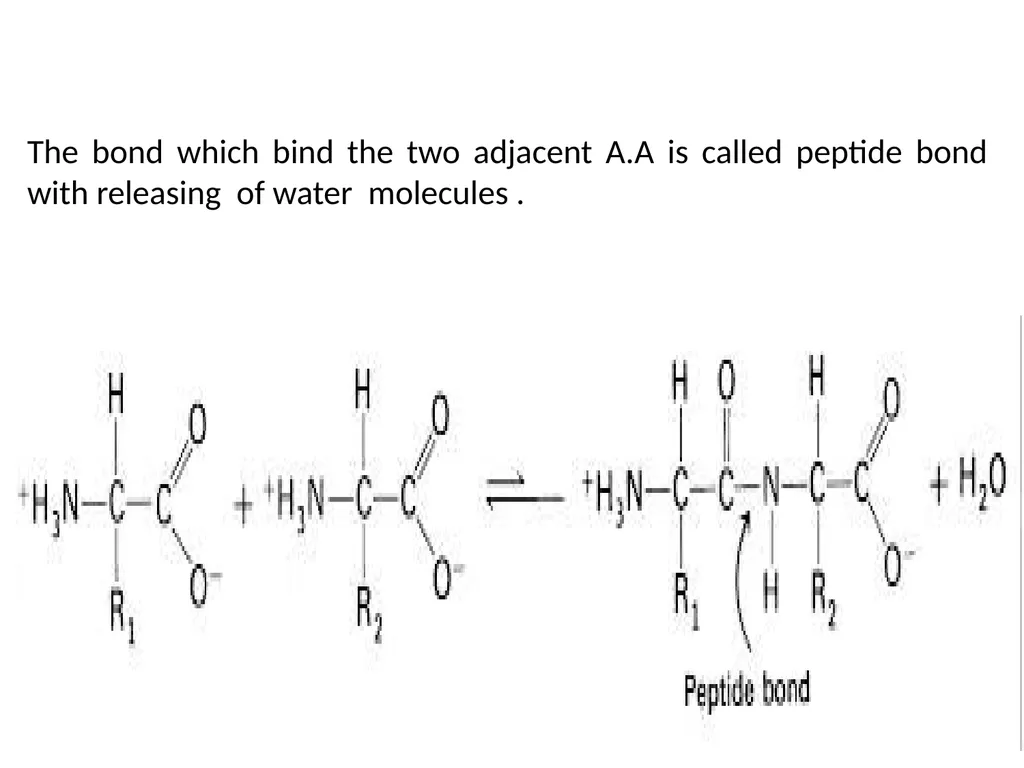 Lecture 13 :Protein synthesis TRANSLATION Proteins - slide 6 of 26