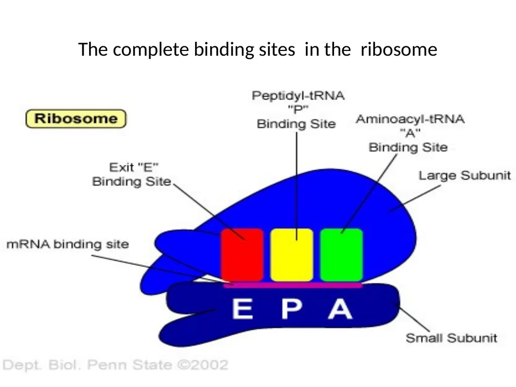 Lecture 13 :Protein synthesis TRANSLATION Proteins - slide 17 of 26