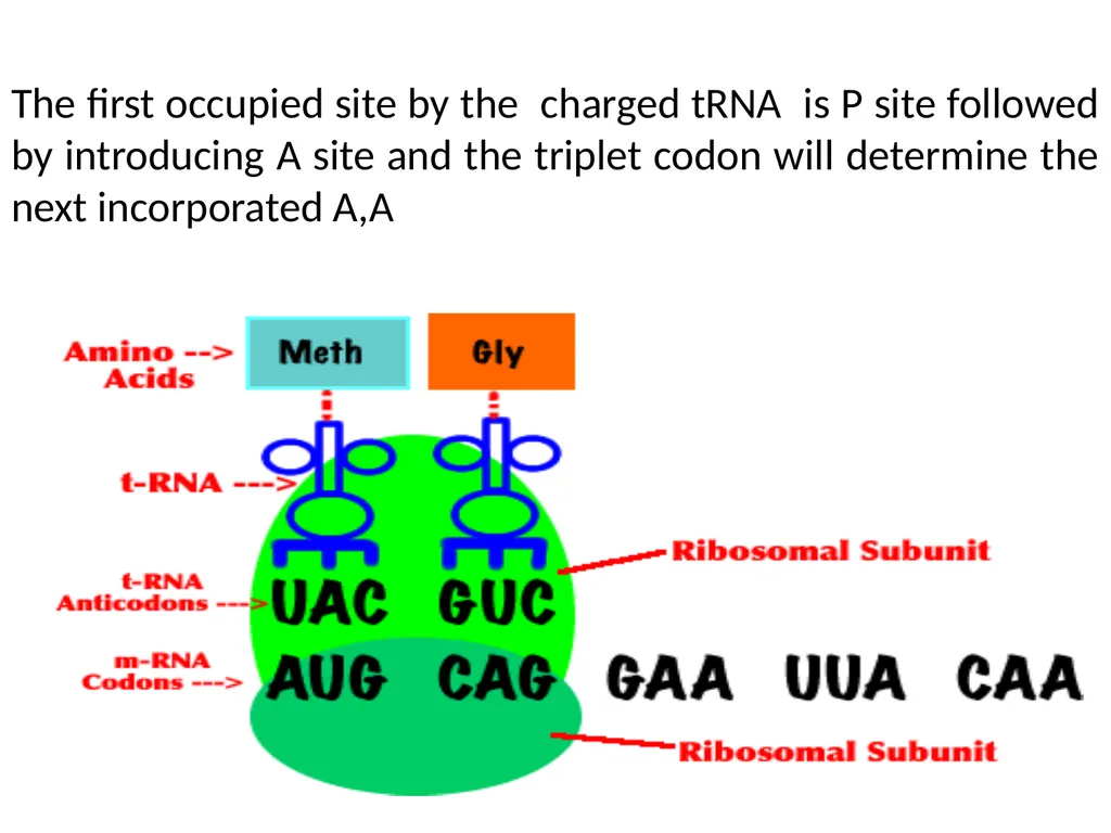 Lecture 13 :Protein synthesis TRANSLATION Proteins - slide 18 of 26