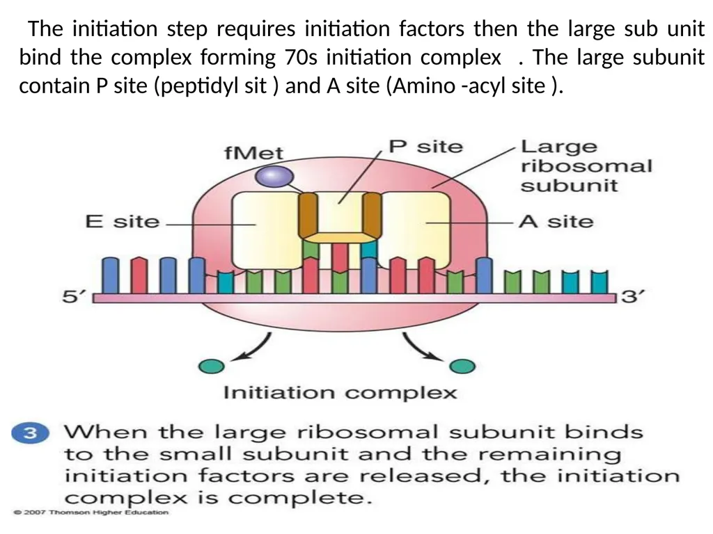 Lecture 13 :Protein synthesis TRANSLATION Proteins - slide 16 of 26