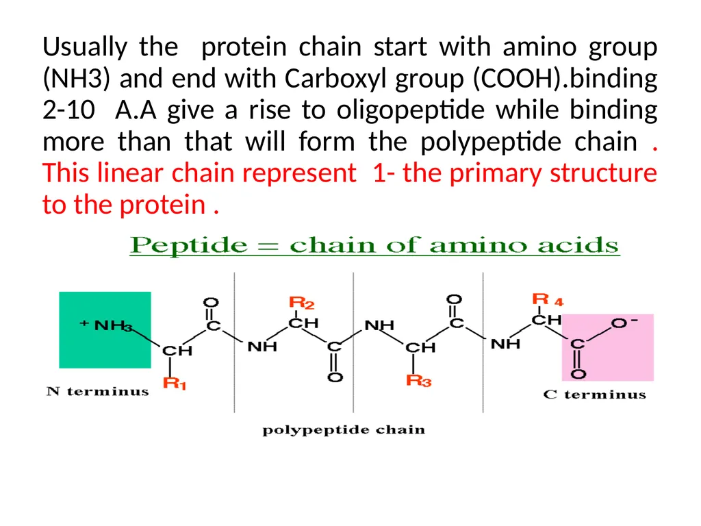 Lecture 13 :Protein synthesis TRANSLATION Proteins - slide 7 of 26