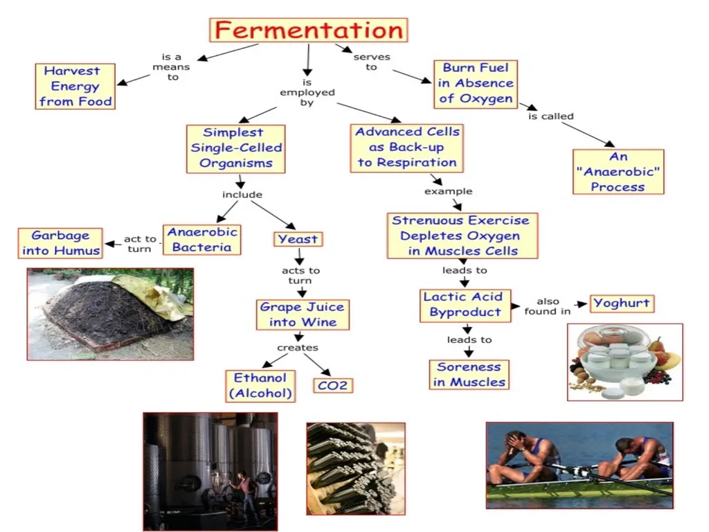 Industrial microbiology FERMENTATION TECHNOLOGY - slide 20 of 22