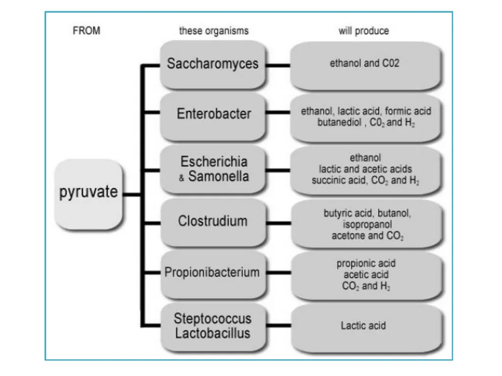 Industrial microbiology FERMENTATION TECHNOLOGY - slide 5 of 22