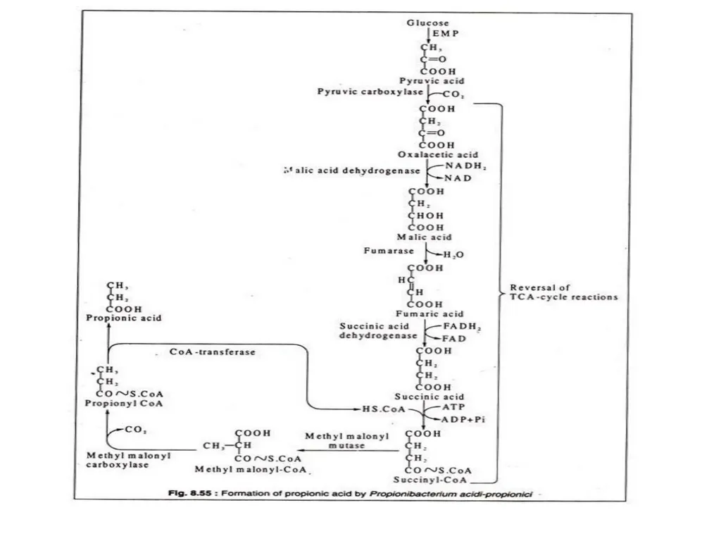 TYPES OF FERMENTATIONS Alcoholic Fermentation: - slide 12 of 23