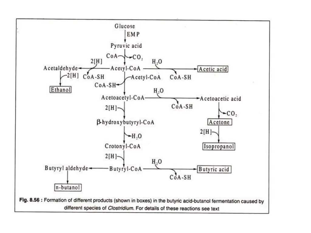 TYPES OF FERMENTATIONS Alcoholic Fermentation: - slide 15 of 23