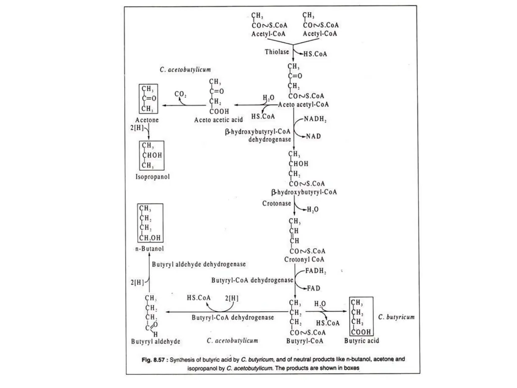 TYPES OF FERMENTATIONS Alcoholic Fermentation: - slide 17 of 23