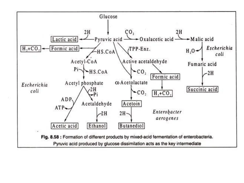 TYPES OF FERMENTATIONS Alcoholic Fermentation: - slide 23 of 23