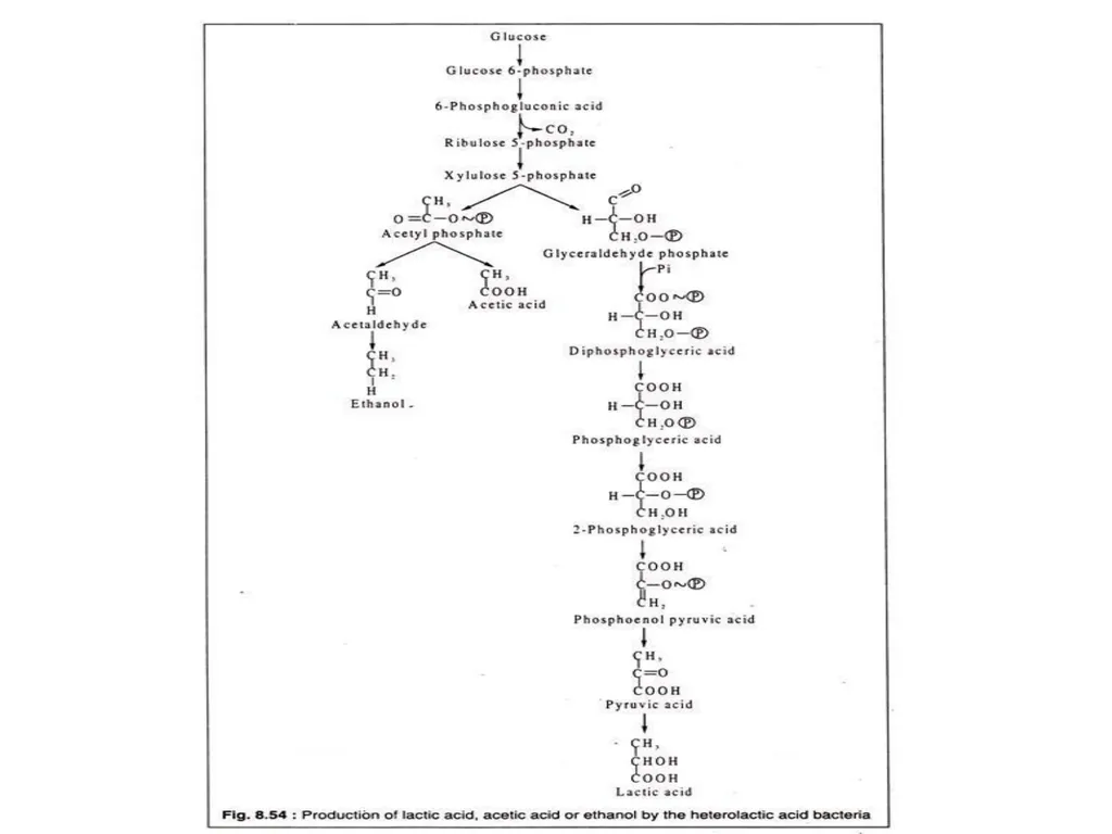 TYPES OF FERMENTATIONS Alcoholic Fermentation: - slide 9 of 23