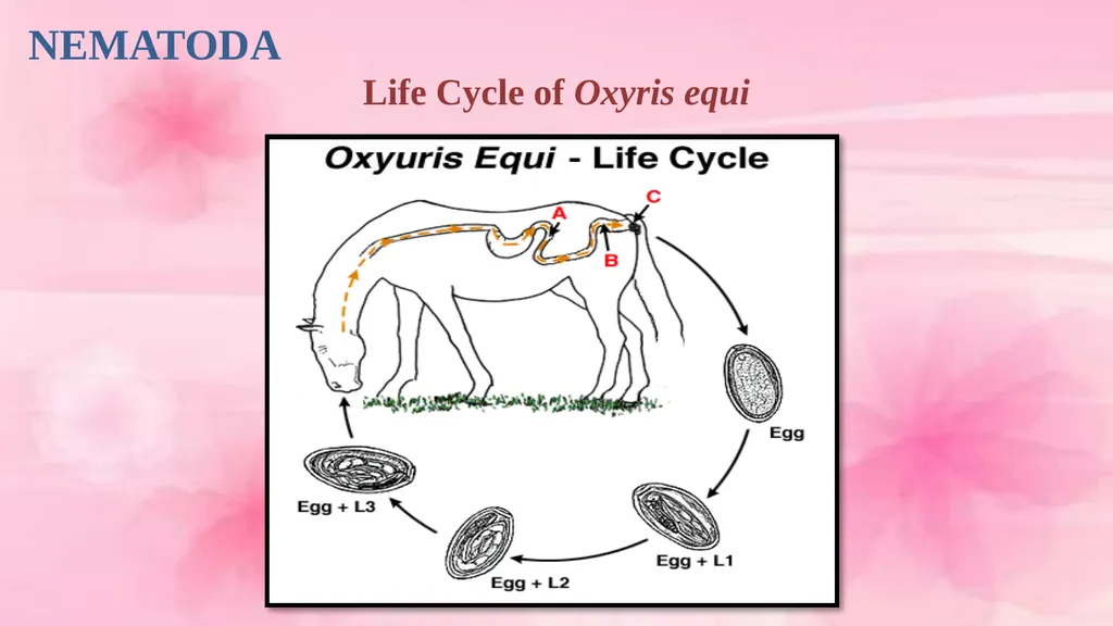VETERINARY PARASITOLOGY THIRD YEAR STAGE 2018-2019 - slide 7 of 23