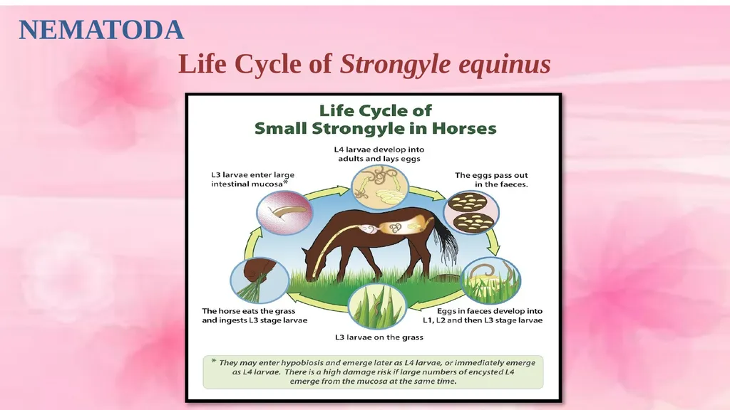 VETERINARY PARASITOLOGY THIRD YEAR STAGE 2018-2019 - slide 18 of 23