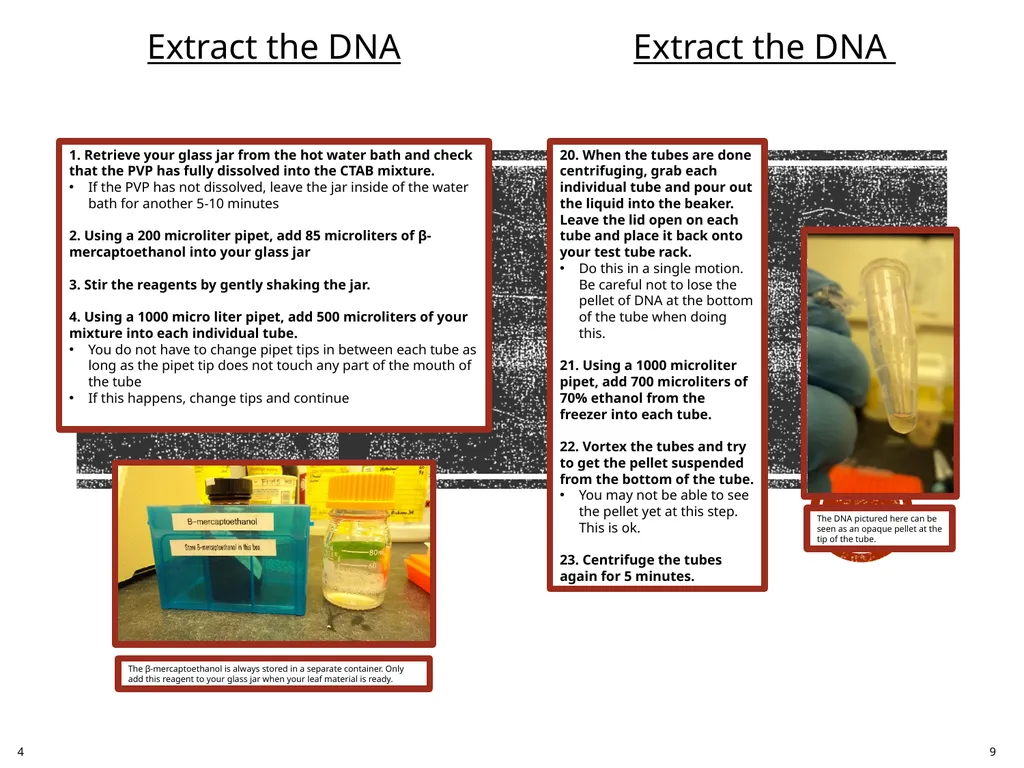 DNA Extraction: A User’s Manual Margarita - slide 6 of 8
