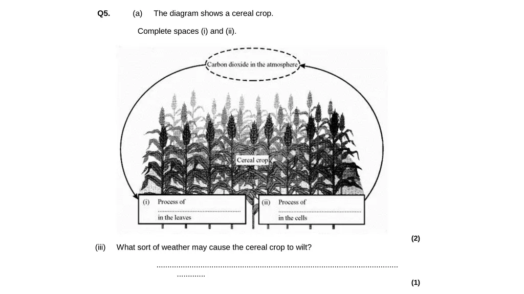 Biology Unit 2 Organisation Describe & explain - slide 23 of 34