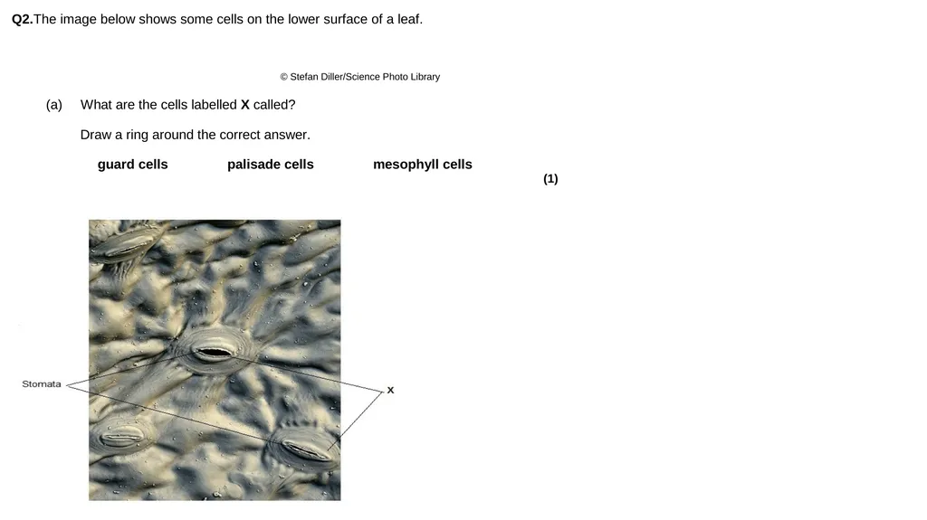 Biology Unit 2 Organisation Describe & explain - slide 4 of 34