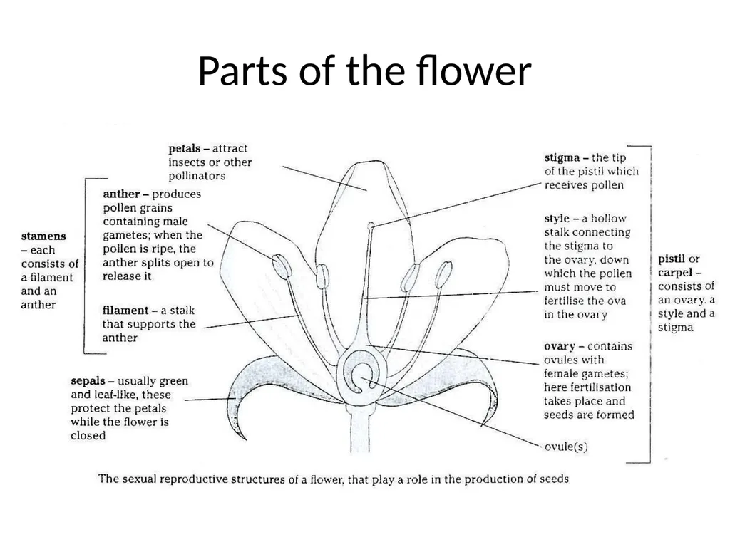 Pollination biology (draft slides for educators to - slide 5 of 18