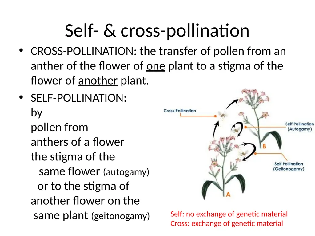 Pollination biology (draft slides for educators to - slide 3 of 18