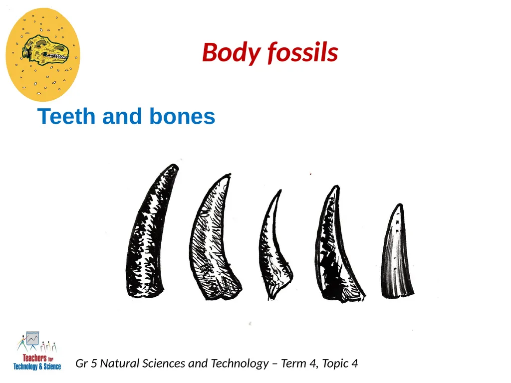 Natural Sciences and Technology Grade 5 Term 4: - slide 5 of 16