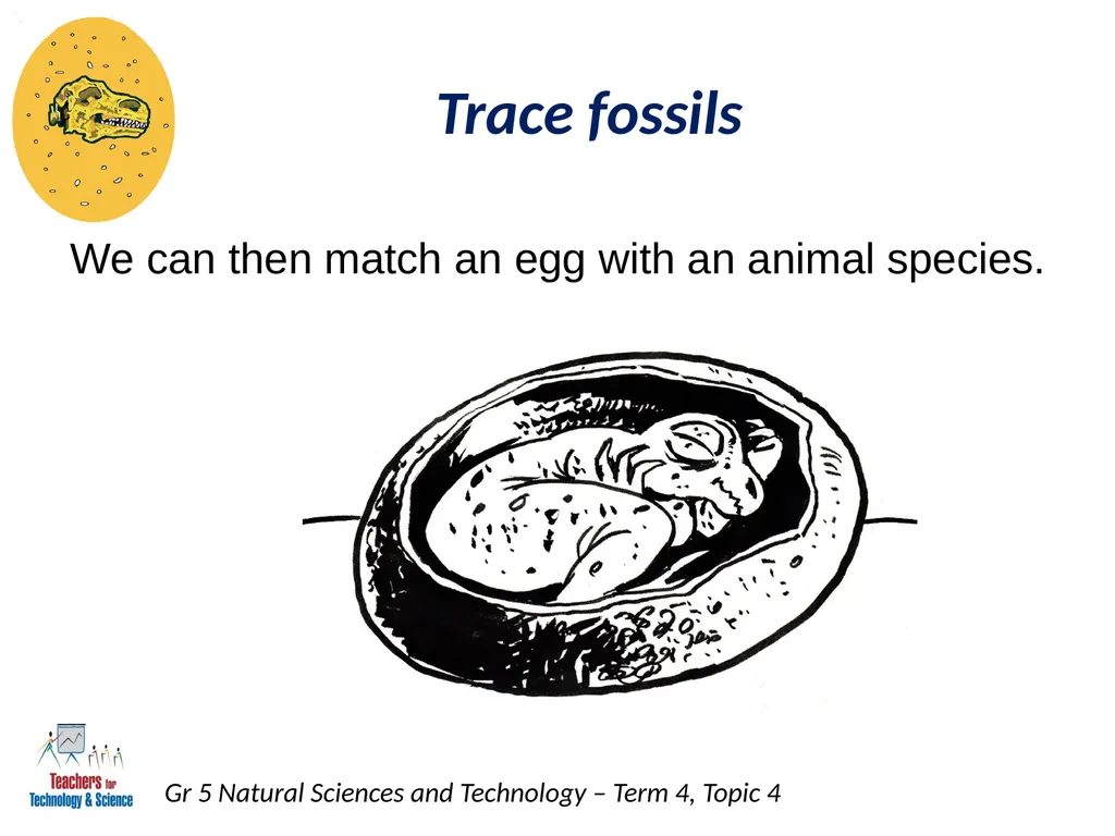 Natural Sciences and Technology Grade 5 Term 4: - slide 14 of 16