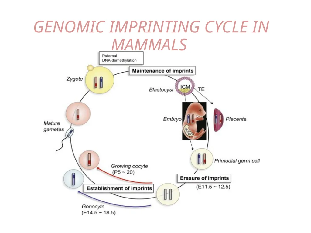 GENOMIC IMPRINTING By- Shubhani singh thakur - slide 6 of 14