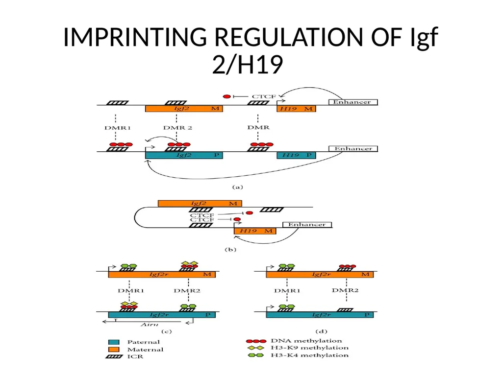 GENOMIC IMPRINTING By- Shubhani singh thakur - slide 8 of 14