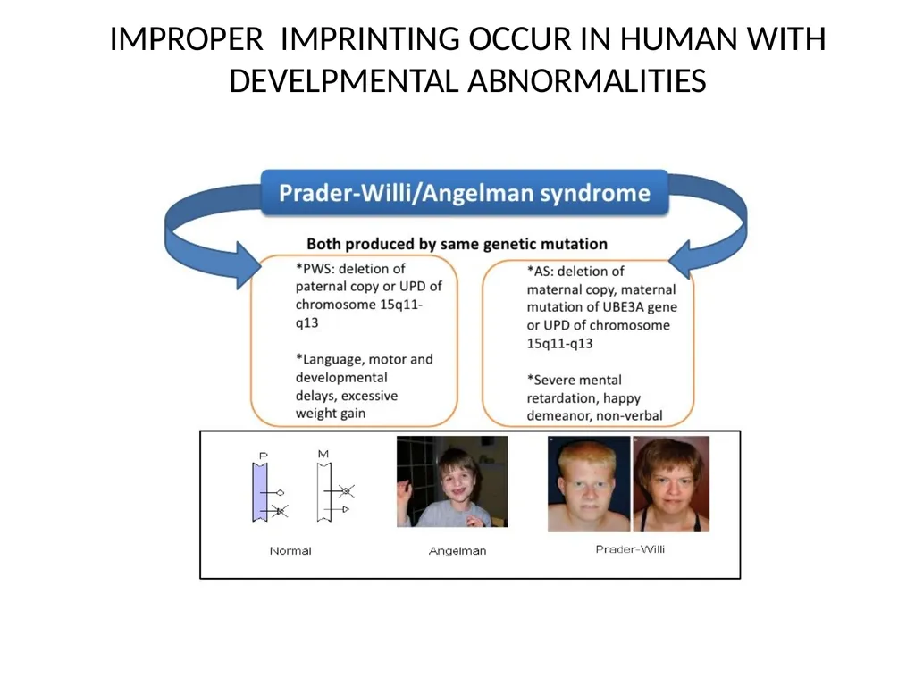 GENOMIC IMPRINTING By- Shubhani singh thakur - slide 9 of 14
