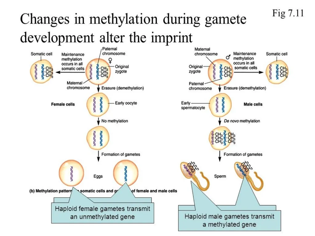 GENOMIC IMPRINTING By- Shubhani singh thakur - slide 7 of 14