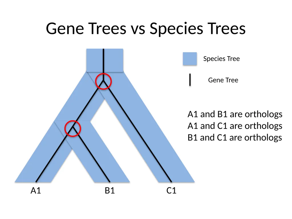 Bacterial Comparative Genomics Christopher - slide 14 of 41