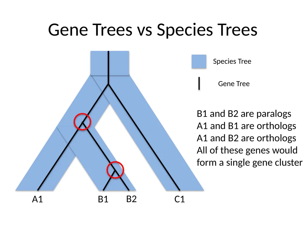 Bacterial Comparative Genomics Christopher - slide 15 of 41