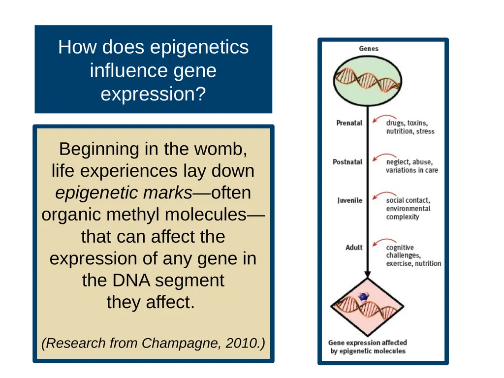 Unit 3 Biological Bases of Behavior Module 14 - slide 25 of 32
