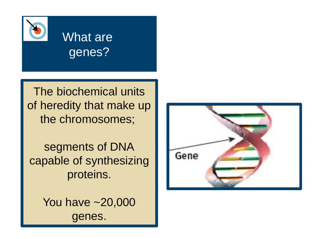 Unit 3 Biological Bases of Behavior Module 14 - slide 7 of 32