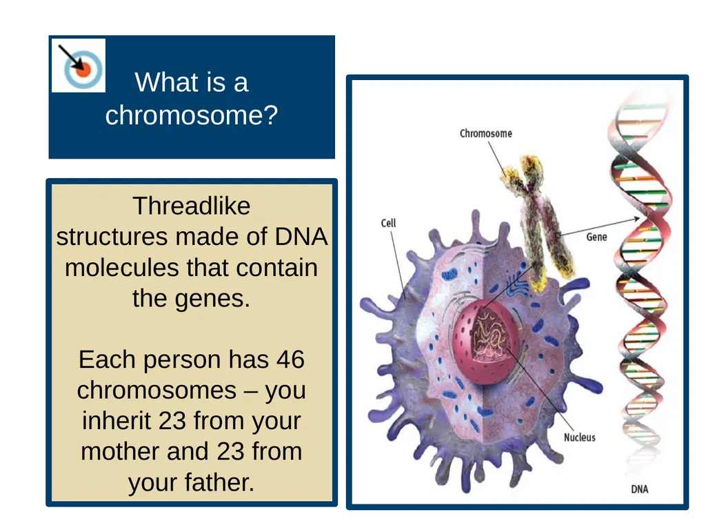 Unit 3 Biological Bases of Behavior Module 14 - slide 5 of 32