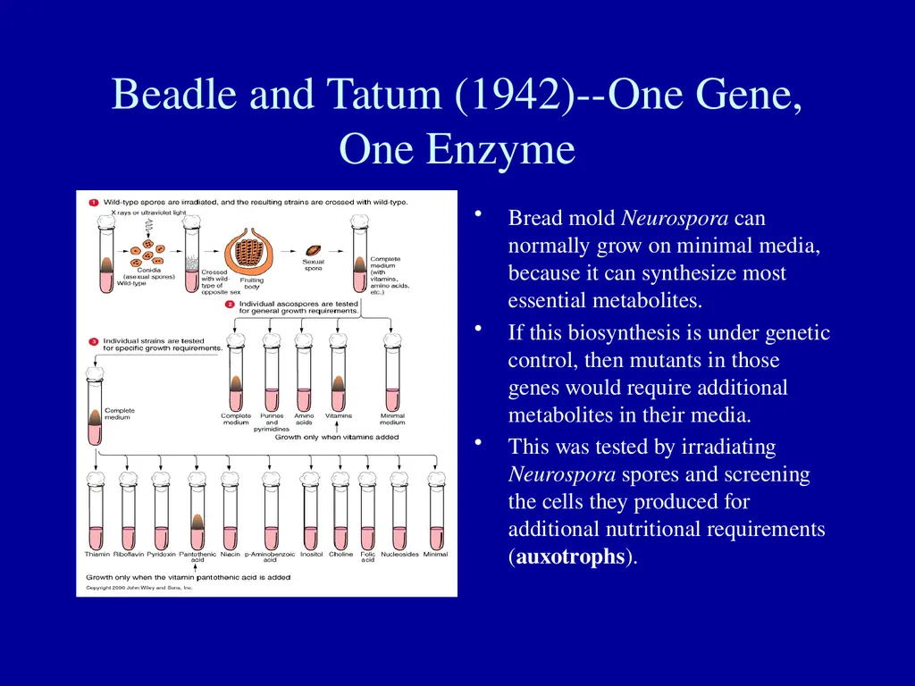 What is a gene? Definitions of the gene The gene - slide 9 of 16