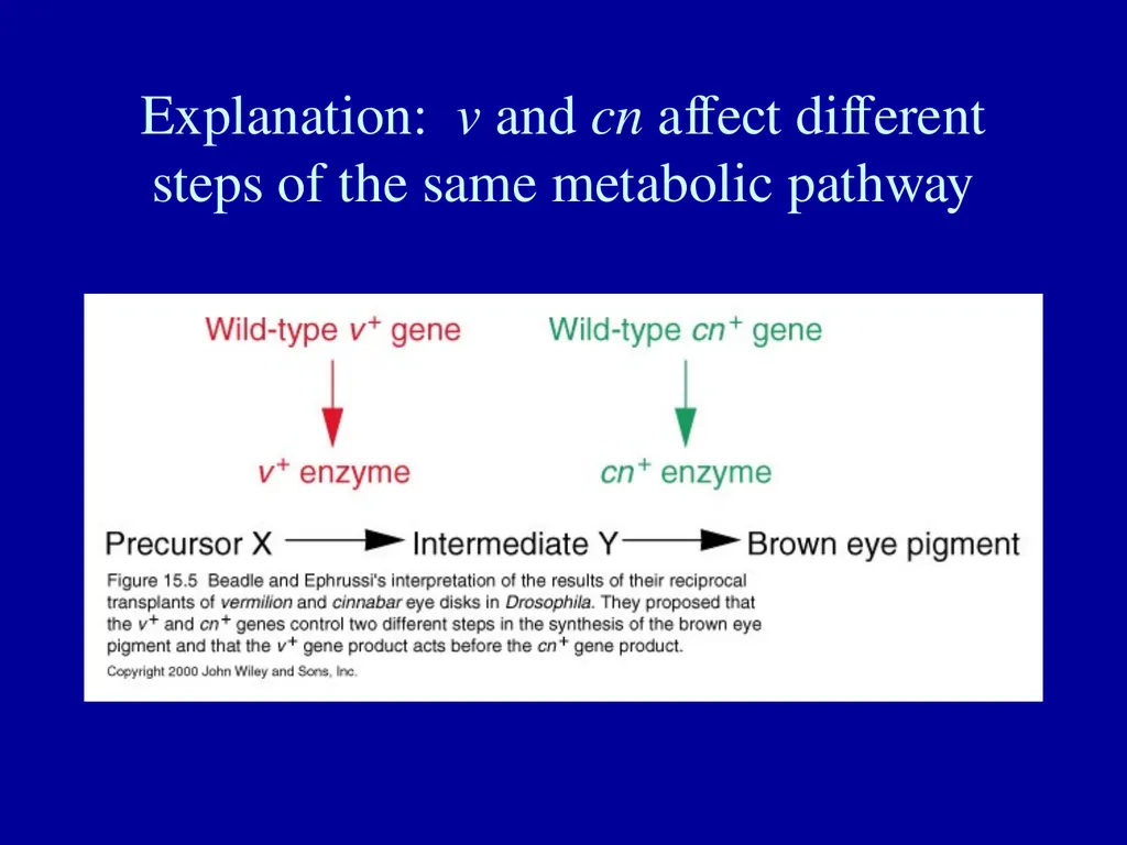 What is a gene? Definitions of the gene The gene - slide 7 of 16