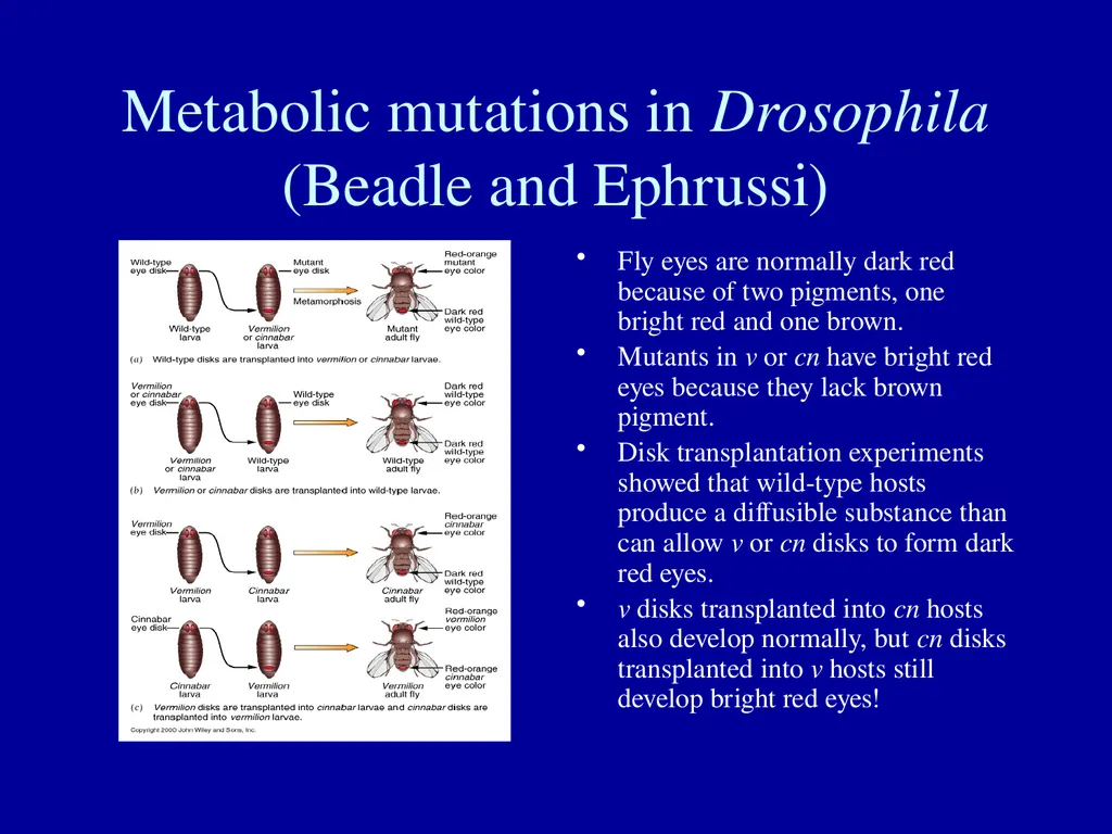 What is a gene? Definitions of the gene The gene - slide 6 of 16