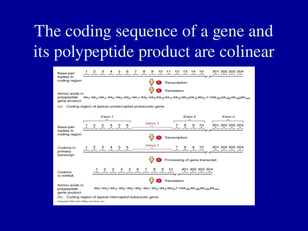 What is a gene? Definitions of the gene The gene - slide 14 of 16