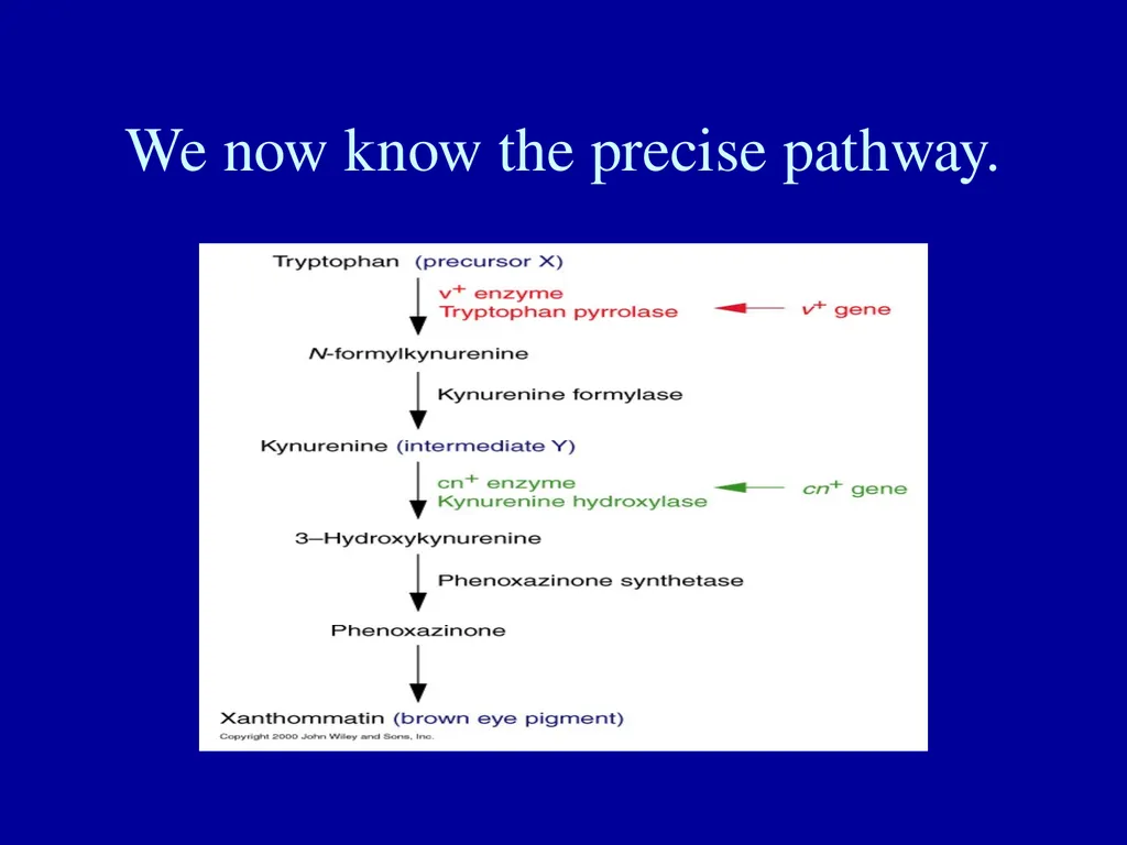 What is a gene? Definitions of the gene The gene - slide 8 of 16