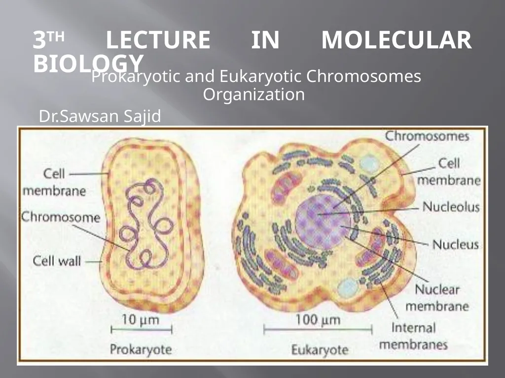 3th lecture in molecular biology Prokaryotic and - slide 1 of 20