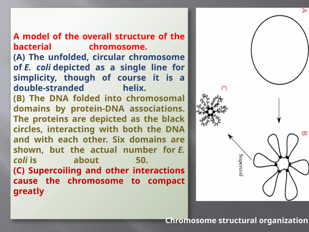 3th lecture in molecular biology Prokaryotic and - slide 9 of 20