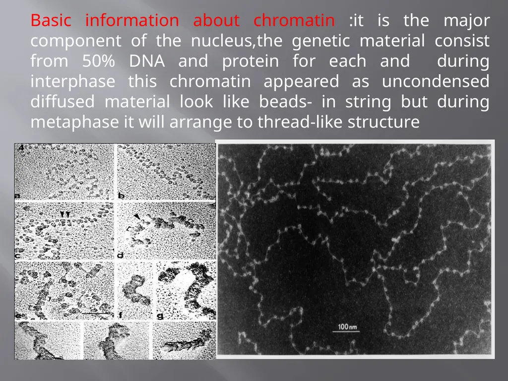 3th lecture in molecular biology Prokaryotic and - slide 12 of 20