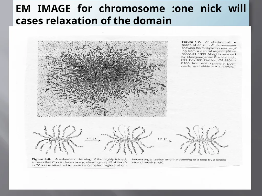 3th lecture in molecular biology Prokaryotic and - slide 10 of 20
