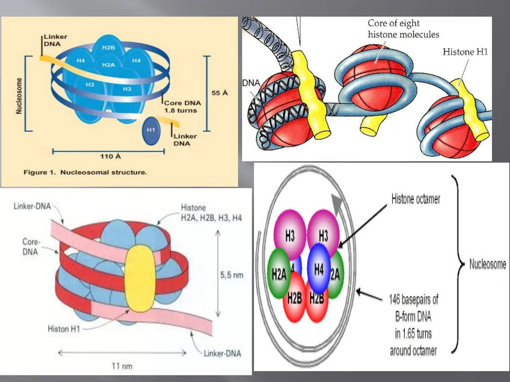 3th lecture in molecular biology Prokaryotic and - slide 14 of 20
