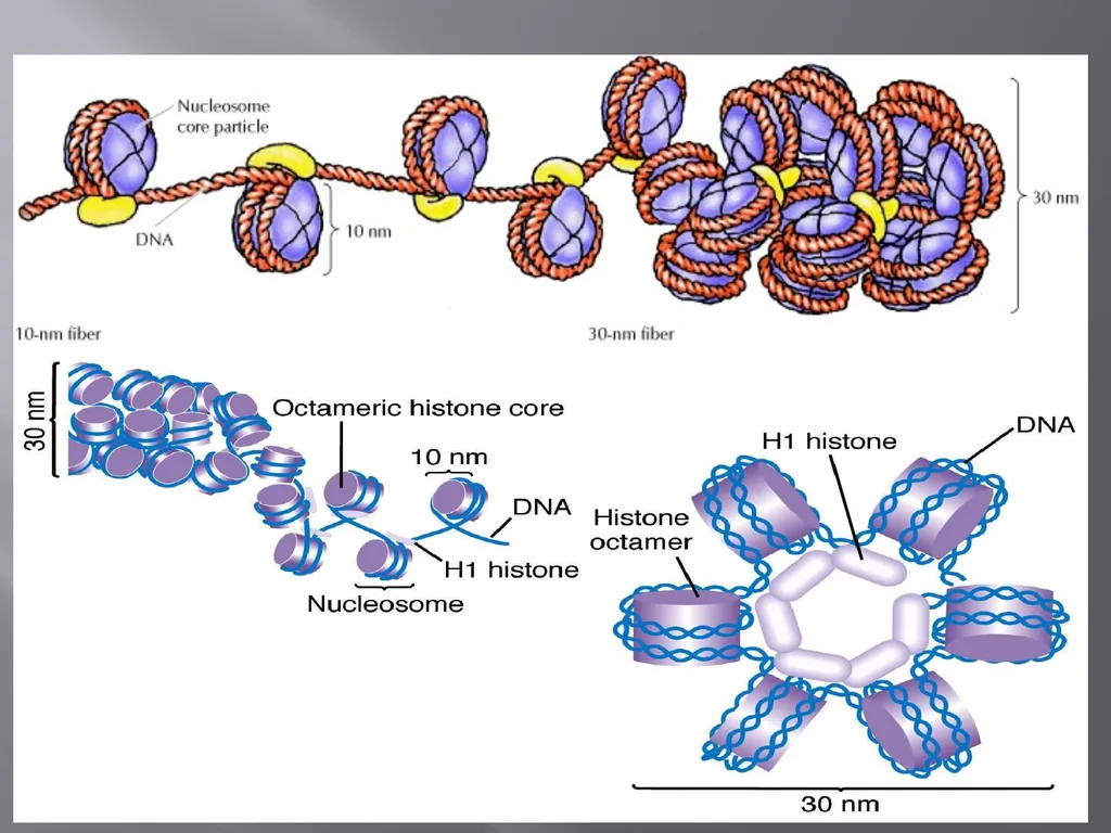3th lecture in molecular biology Prokaryotic and - slide 15 of 20