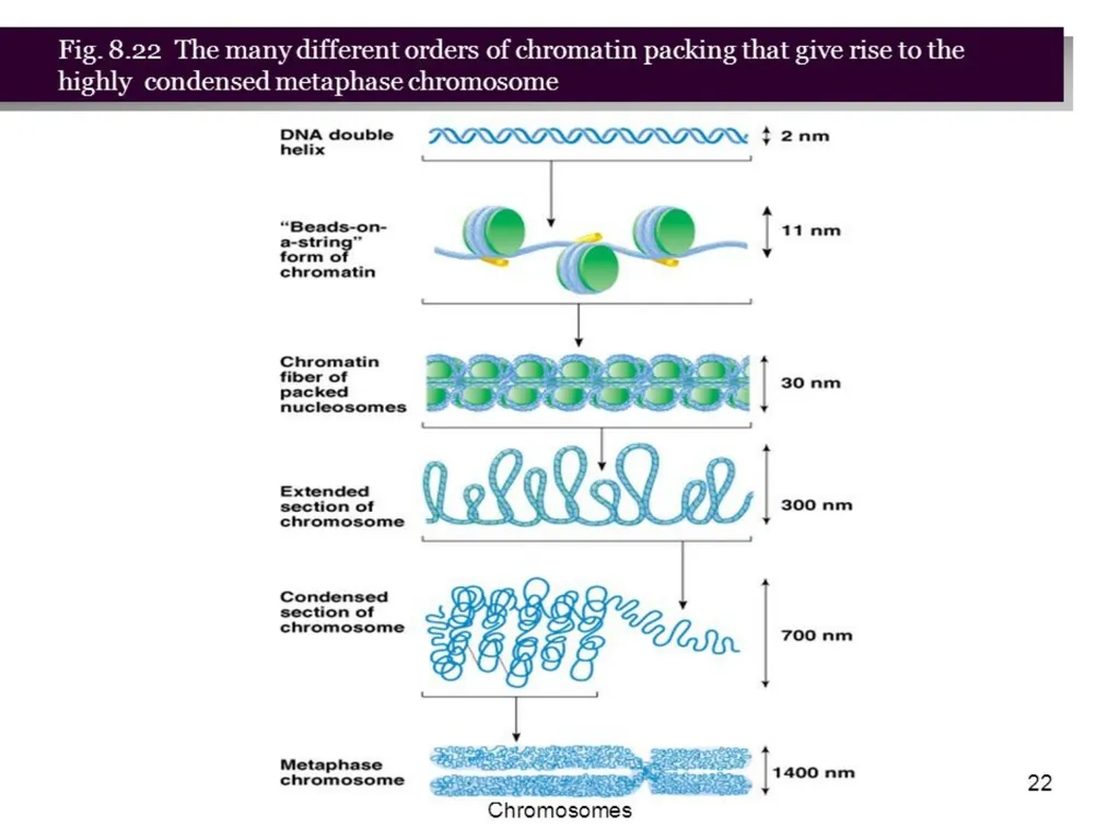 3th lecture in molecular biology Prokaryotic and - slide 19 of 20
