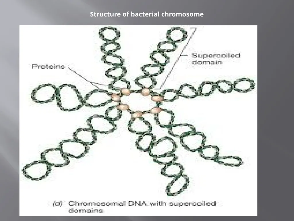 3th lecture in molecular biology Prokaryotic and - slide 7 of 20