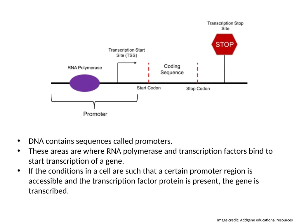 Introduction to Bipartite Expression Systems Nice - slide 3 of 10