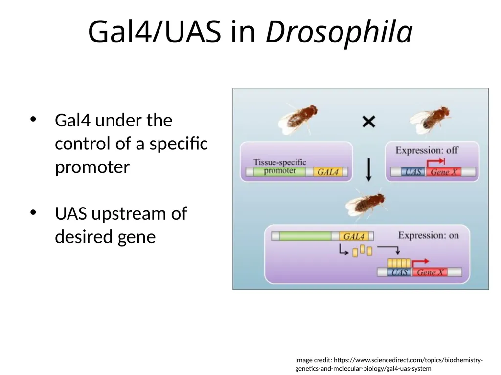 Introduction to Bipartite Expression Systems Nice - slide 5 of 10