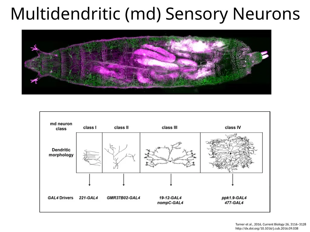 Introduction to Bipartite Expression Systems Nice - slide 9 of 10