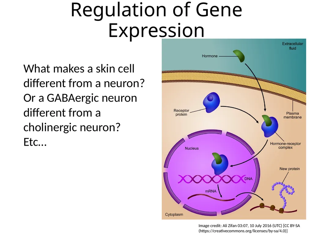 Introduction to Bipartite Expression Systems Nice - slide 2 of 10