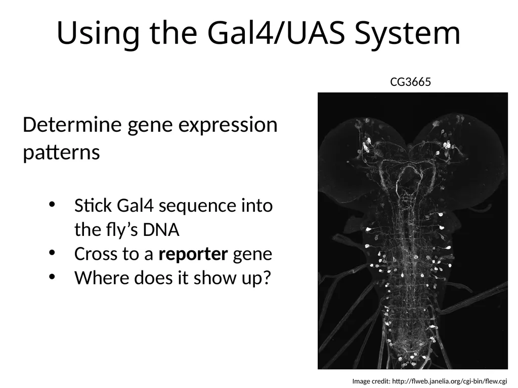 Introduction to Bipartite Expression Systems Nice - slide 6 of 10